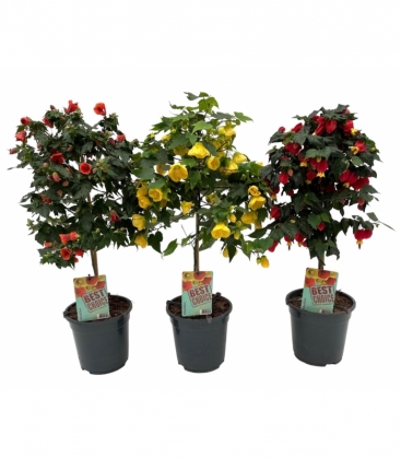 Abutilon