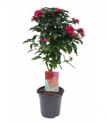 Pentas
