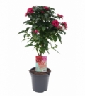 Pentas