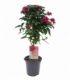 Pentas