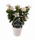 Mandevilla