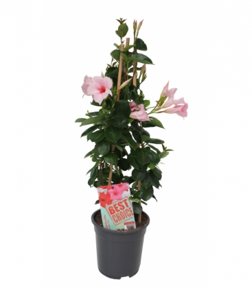 Mandevilla