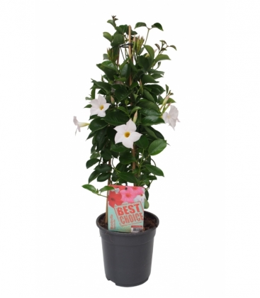 Mandevilla