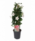Mandevilla