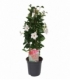Mandevilla