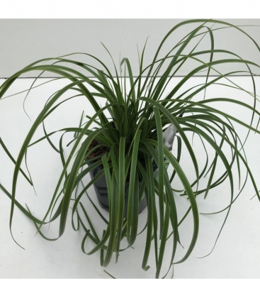 Carex