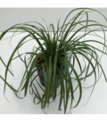 Carex