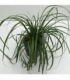 Carex