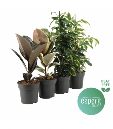 Ficus