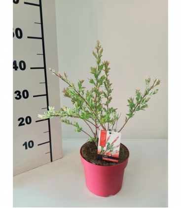 Salix