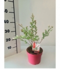 Salix