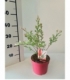 Salix