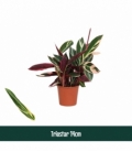 Calathea
