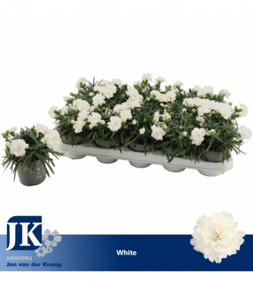 Dianthus