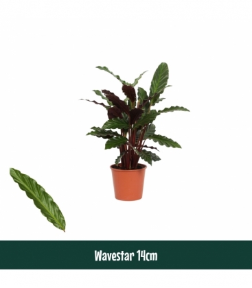 Calathea