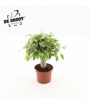 Ficus
