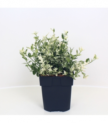 Euonymus