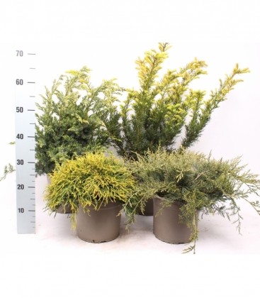 conifers