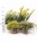 conifers