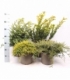 conifers