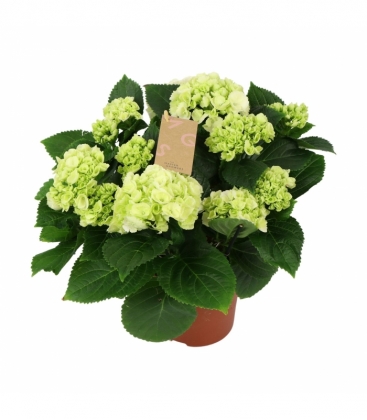 Hydrangea