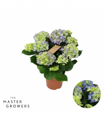 Hydrangea
