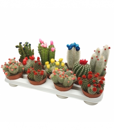 Cactus