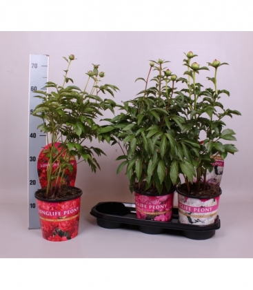 Paeonia