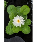 Nymphaea