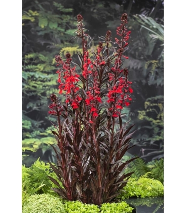 Lobelia