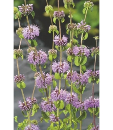 Mentha