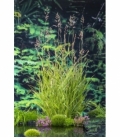 Phragmites