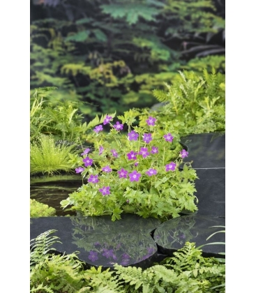 Geranium
