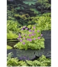 Geranium