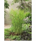 Carex