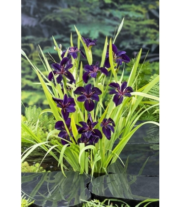 Iris