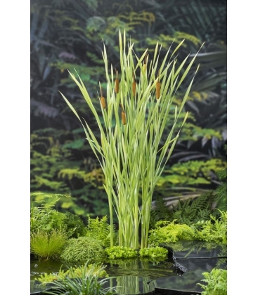 Typha