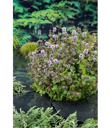 Mentha