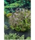 Mentha
