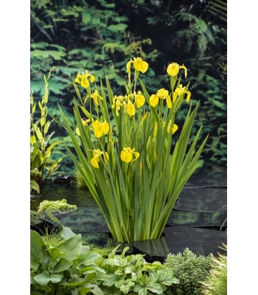 Iris