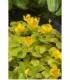 Lysimachia