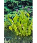 Pontederia