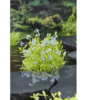 Myosotis
