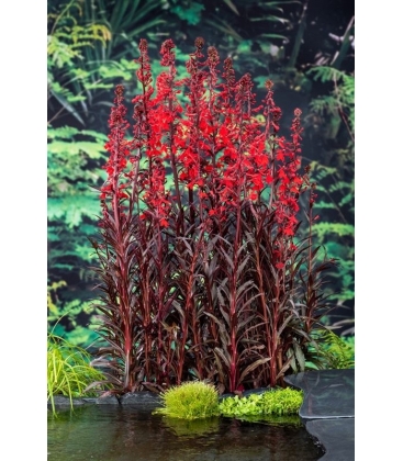 Lobelia
