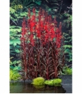 Lobelia
