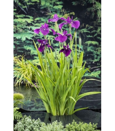 Iris