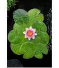 Nymphaea