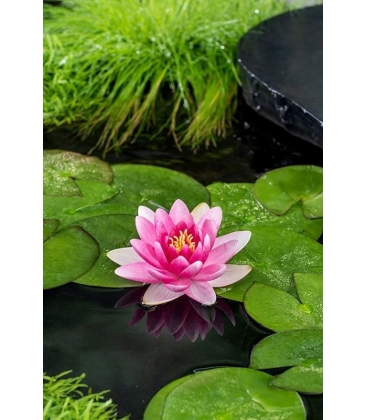 Nymphaea