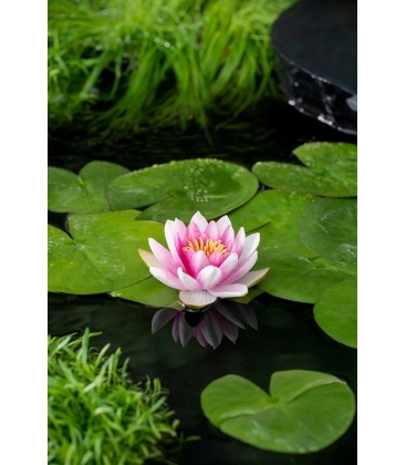 Nymphaea