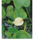 Calla